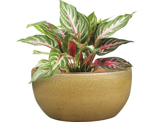 Chinesisches Schilf im Keramiktopf als Zimmerpflanze