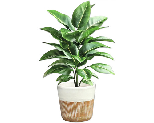 Strelitzie im Topf für den Innenbereich