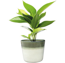 Zimmerpflanze in einem Topf