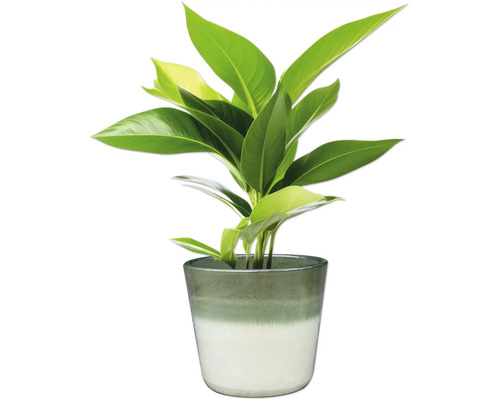 Zimmerpflanze in einem Topf