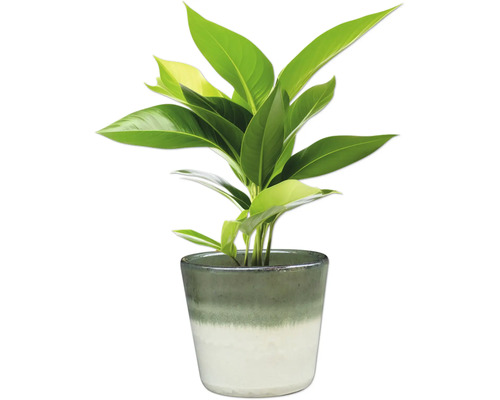 Zimmerpflanze in einem Topf