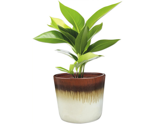 Zimmerpflanze im Topf