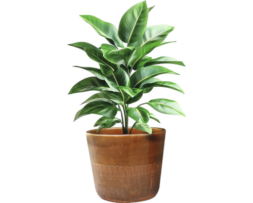 Zimmerpflanze in einem Topf