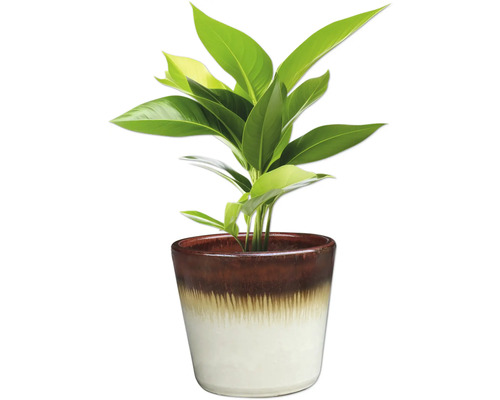 Zimmerpflanze im Topf