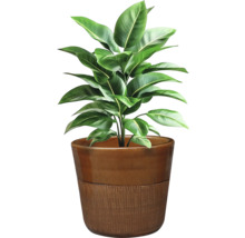 Zimmerpflanze im Topf