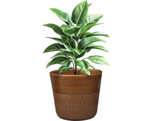 Zimmerpflanze im Topf