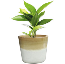 Zimmerpflanze in einem Topf