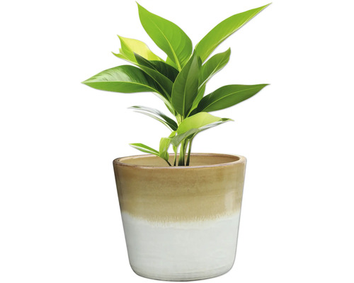 Zimmerpflanze in einem Topf