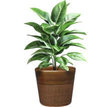 Zimmerpflanze in Topf