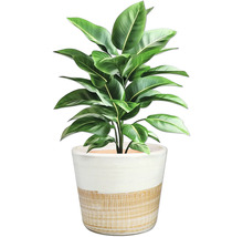 Zimmerpflanze mit grünen Blättern in einem Topf