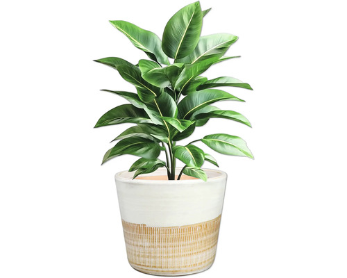 Zimmerpflanze mit grünen Blättern in einem Topf