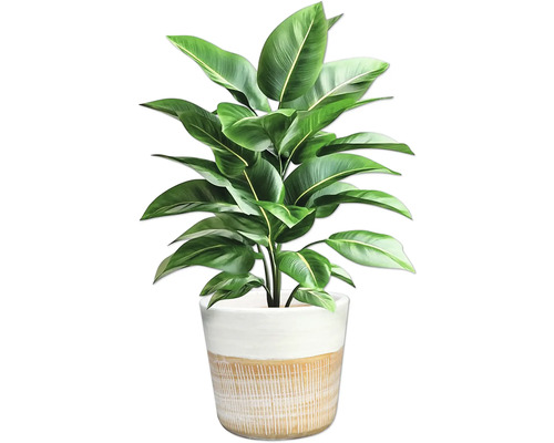 Zimmerpflanze im Topf