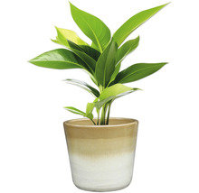 Zimmerpflanze in Keramiktopf