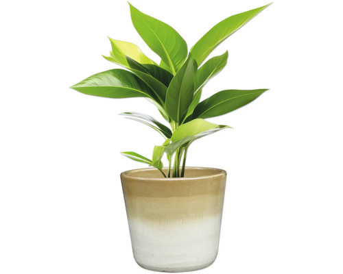 Zimmerpflanze in Keramiktopf