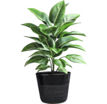 Zimmerpflanze in einem Topf