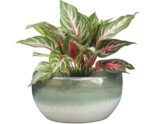 Chinesisches Schilf im Topf