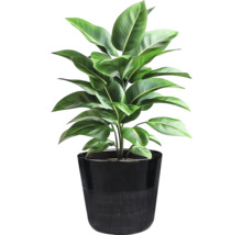 Zimmerpflanze in einem Topf