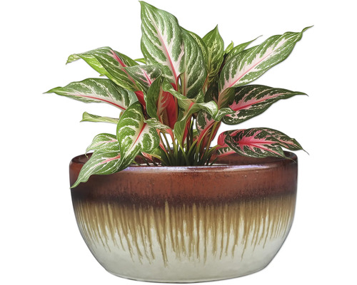 Chinesisches Immergrün in dekorativem Übertopf