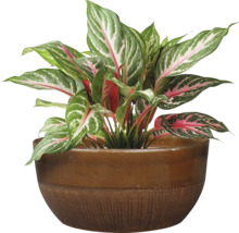 Chinesisches Schilf im Topf