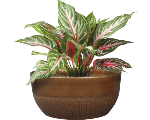 Chinesisches Schilf im Topf