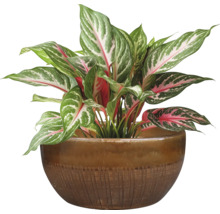 Chinesisches Schilf im Topf