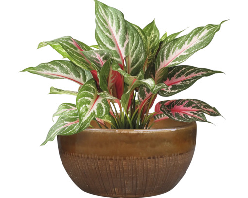 Chinesisches Schilf im Topf