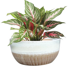 Aglaonema Zimmerpflanze in einem Topf