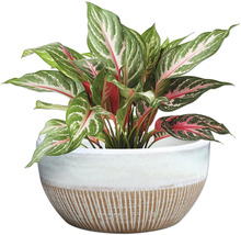 Chinesisches Schilf im Topf