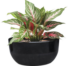 Aglaonema Pflanze in einem schwarzen Topf