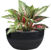 Aglaonema Zimmerpflanze in einem Blumentopf
