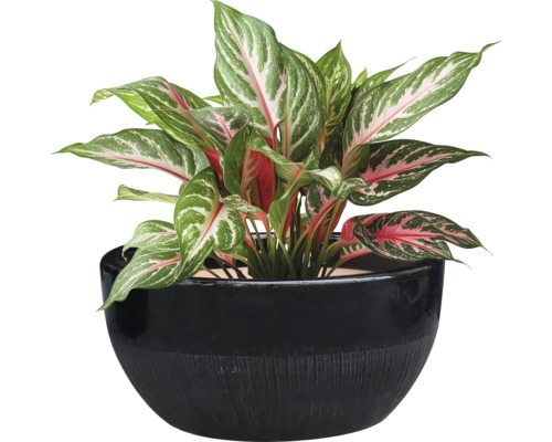 Aglaonema Zimmerpflanze in einem Blumentopf