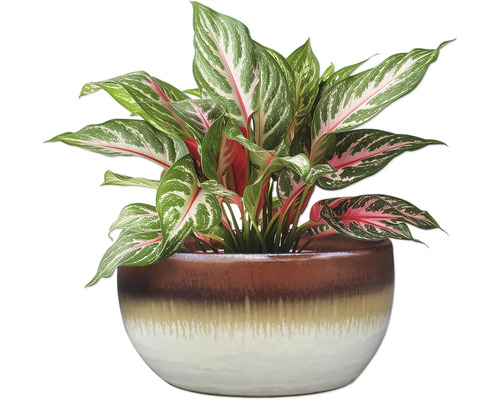 Chinesisches Schilf in einem Topf