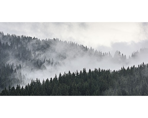 Leinwandbild Fog in the Forest 50x100 cm