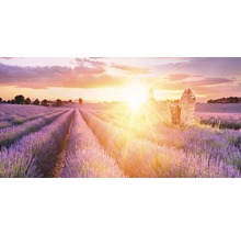 Lavendelfeld mit Ruine im Abendlicht