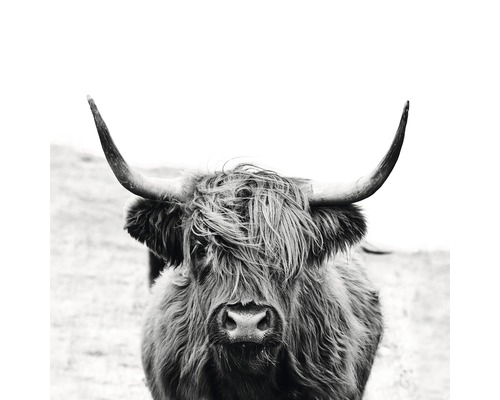 Leinwandbild Black & White Highland Beef 27x27 cm