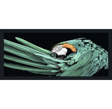 Gerahmtes Bild Green Parrot 60x130 cm
