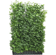 Künstliche Hecke mit grünen Blättern im Pflanzkasten
