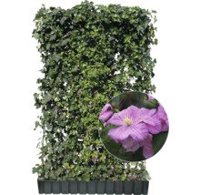 Fertige Hecke mit Efeu und Clematis im Pflanzkasten