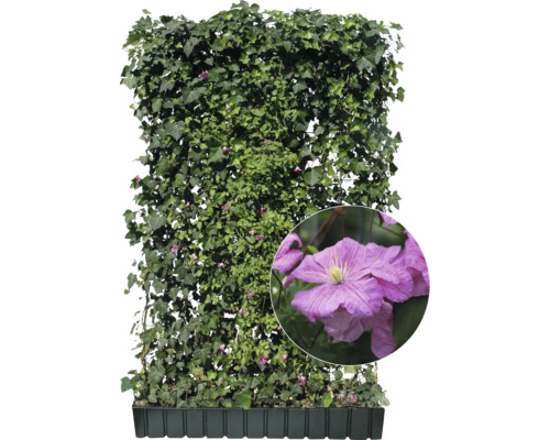 Fertige Hecke mit Efeu und Clematis im Pflanzkasten