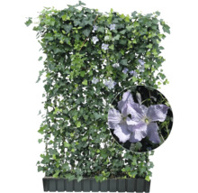 Immergrüner Fertigzaun mit Efeu und Clematis im Pflanzkasten