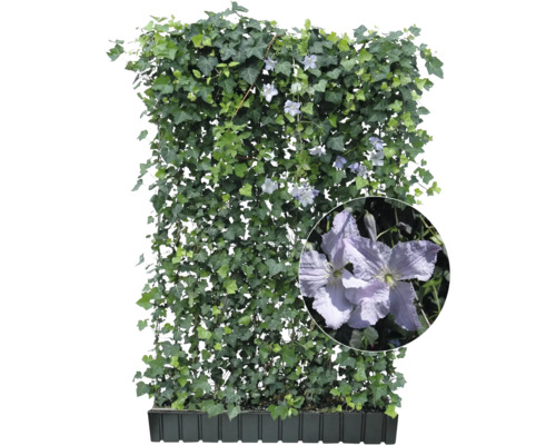 Immergrüner Fertigzaun mit Efeu und Clematis im Pflanzkasten