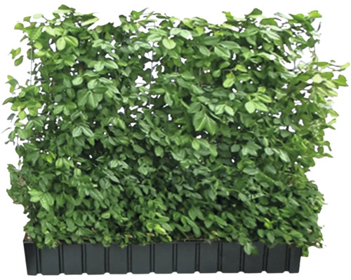 Heckenpflanze im Pflanzkasten zur Dekoration und als Sichtschutz