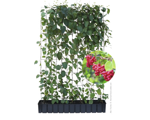 Schisandra chinensis an einem Rankgitter mit Früchten