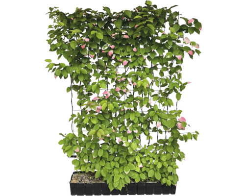 Kiwi-Pflanze an einem Spalier im Topf