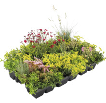 Begrünte Dachkassette mit verschiedenen Pflanzen für die Dachbegrünung