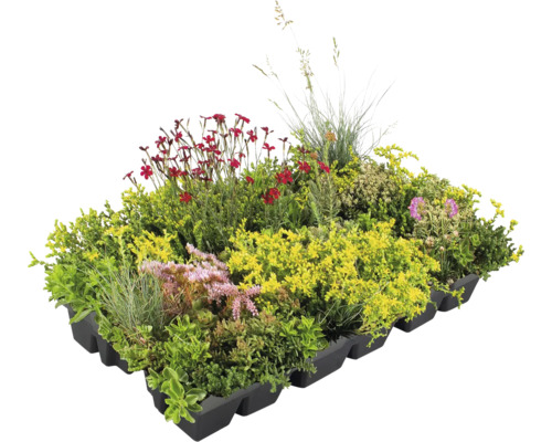 Begrünte Dachkassette mit verschiedenen Pflanzen für die Dachbegrünung