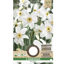 Packung mit 5 Narcissus recurvus, Dichternarzissen