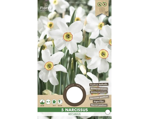 Packung mit 5 Narcissus recurvus, Dichternarzissen