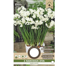 Narzissen Ziva Paper White im Topf für den Innenbereich