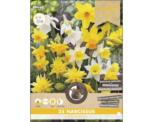 25er Packung botanische Narzissenmischung von Florex